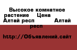 Высокое комнатное растение. › Цена ­ 3 000 - Алтай респ.  »    . Алтай респ.